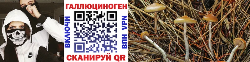 купить закладку  Сусуман  дарк нет какой сайт  Галлюциногенные грибы Magic Shrooms 